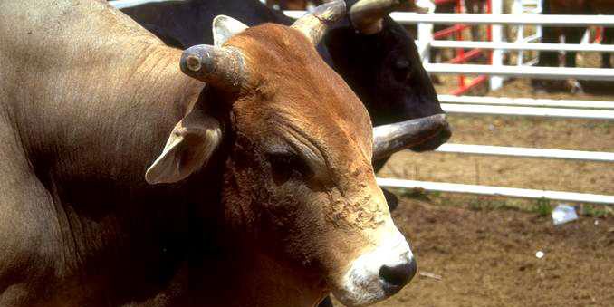 halal-au-chili-halal