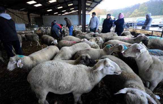 halal chile halal expo