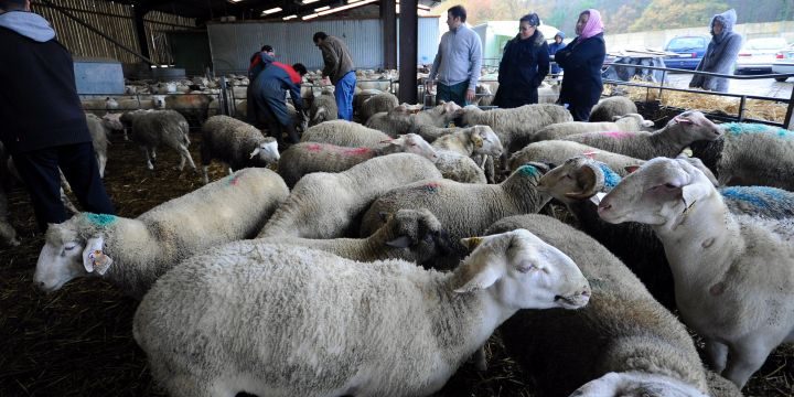 halal chile halal expo